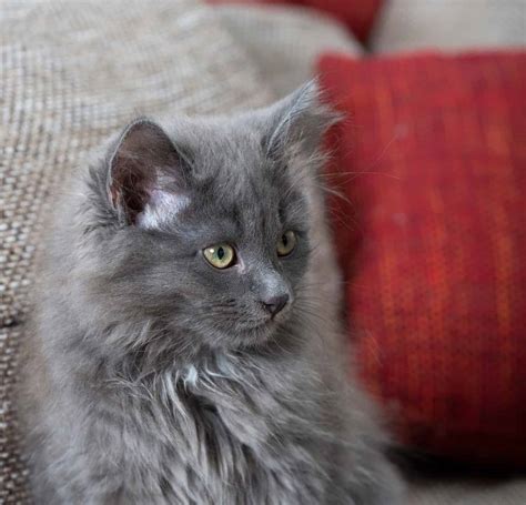 Siberian Cat Colors: Rarest to Most Common - A-Z Animals