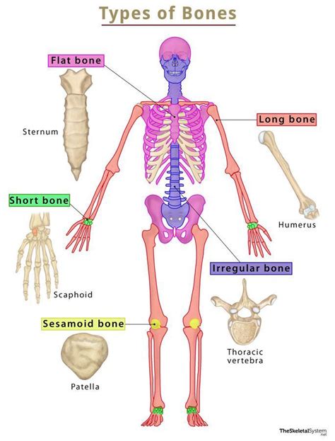 What Are All The Long Bones In The Human Body - BEST GAMES WALKTHROUGH