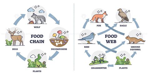 Food chain vs Food web as ecosystem feeding classification outline ...