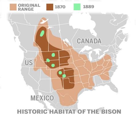 Wild bison to be reintroduced to Yellowstone National Park for first ...