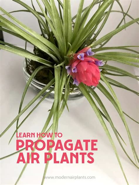 Air Plant Growth Cycle | Modern Air Plants