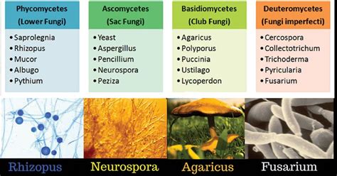 Classification of Fungi