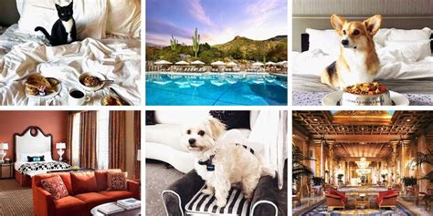 9 Best Pet Friendly Hotels for 2018 - Hotels & Accommodations That ...