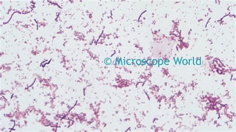 Microscope World Blog: Microscopy Gram Staining