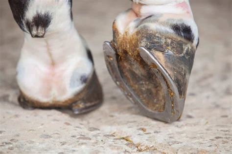 Fers à cheval : Pourquoi les chevaux en ont besoin plus des faits, des ...