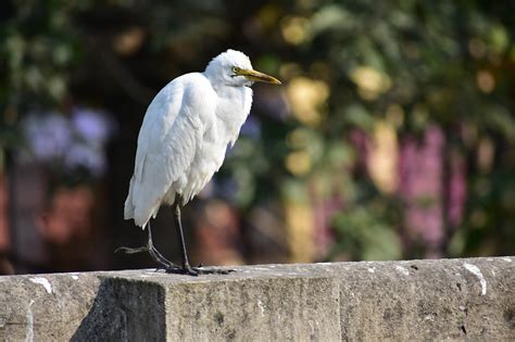 Download free photo of Bird, white bird, heron, close up, forest - from ...