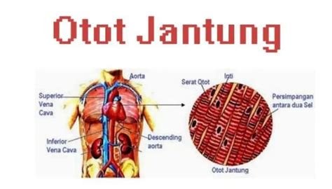 Memahami Cara Kerja Otot Jantung - Primaya Hospital