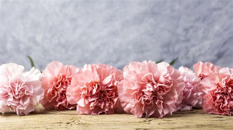 Pink Carnation Wallpapers - Wallpaper Cave