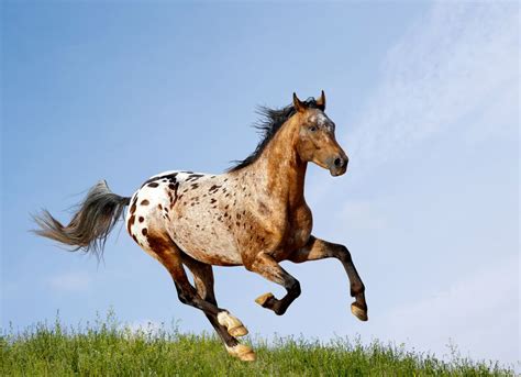 Appaloosa Horse Breed Profile