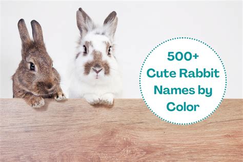 500+ Cute Rabbit Names: by Color, Famous Bunny Characters