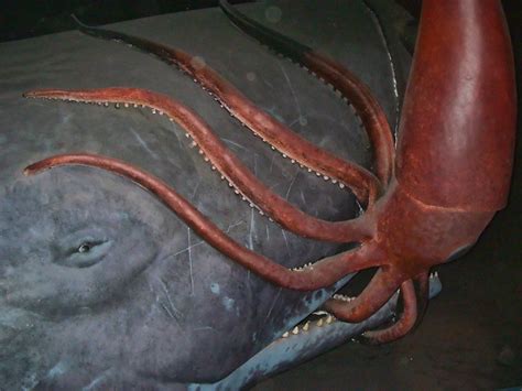 Giant Squid and Sperm Whale | Flickr - Photo Sharing!