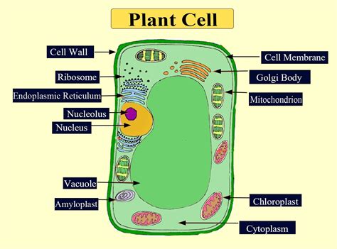 List the major differences between a plant cell and an animal cell?