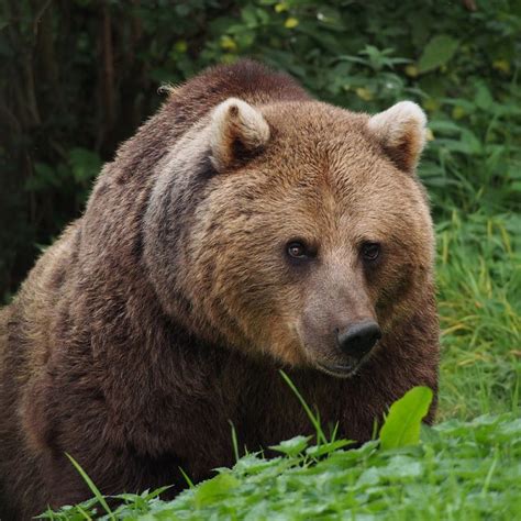 L’ASPAP ne demande plus le retrait pur et simple de l’ours - Walking ...