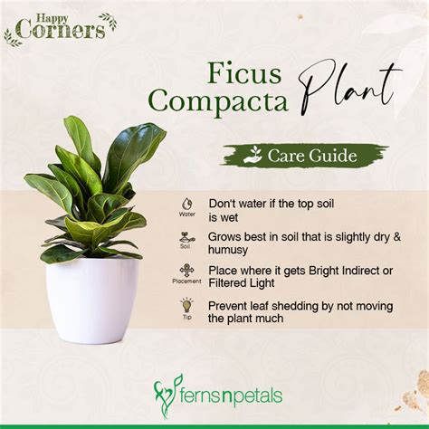 Indoor Plant Care Guide Part 2 - Ferns N Petals