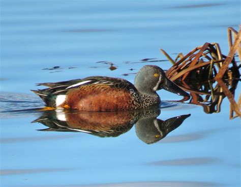 86 best Australian Water Birds images on Pinterest | Aqua, Ballerinas ...