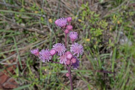 Pink Pom Pom Flowers And Buds Free Stock Photo - Public Domain Pictures