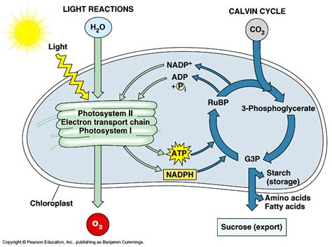 Photosynthesis: Definition, photosynthetic pigments, stage of light and ...