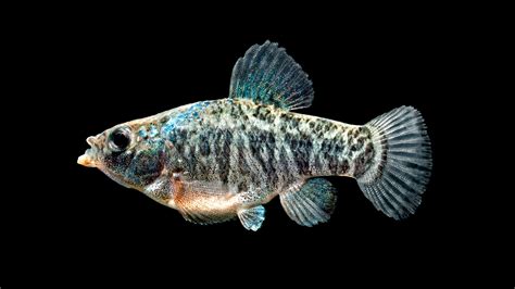 Cyprinodon variegatus » NCFishes.com