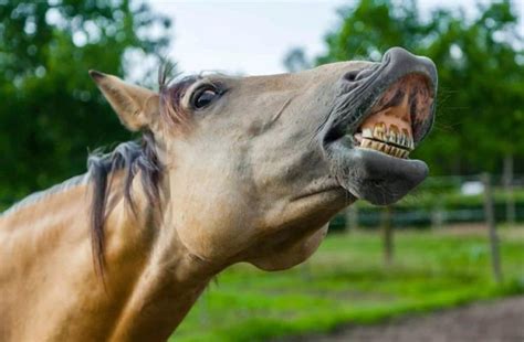 Why Are Horses Showing Teeth? Surprising Truth | Horse is Love