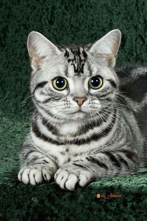 American Shorthair Cat Price / Download wallpapers American Shorthair ...