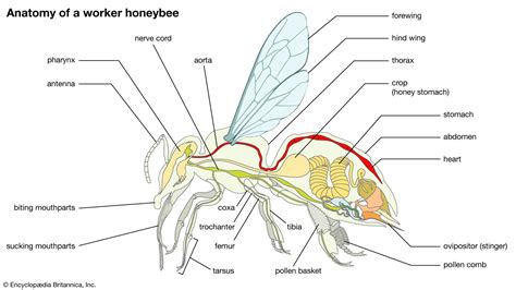 14+ Honey Bee Anatomy Diagram - RaifeAiana