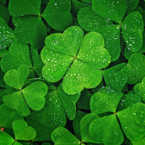 Real Four Leaf Clover Background