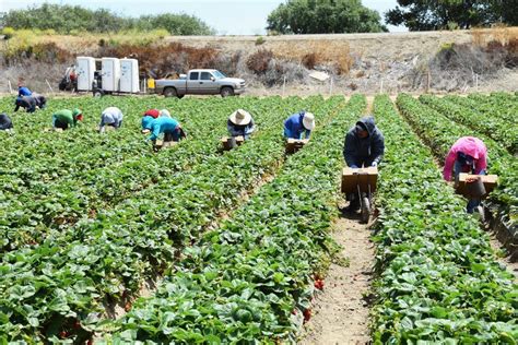 The Harvest is Plentiful but the Laborers Are Few - Valley Ag Voice