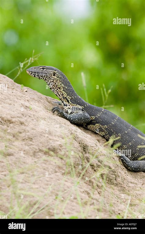 Nile Monitor Lizard Stock Photo - Alamy