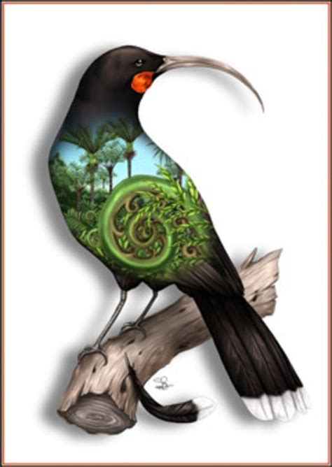 huia bird - Google Search | Maori art, New zealand art, Bird art