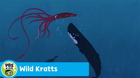 WILD KRATTS | Sperm Whale Vs. Giant Squid | PBS KIDS - YouTube