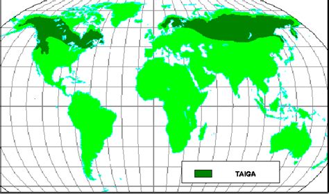 Adaptations of Taiga Forests to