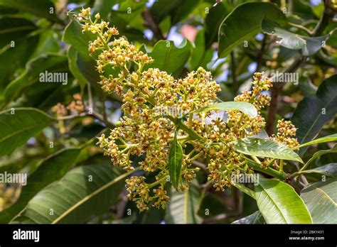 Mango Tree Flowers