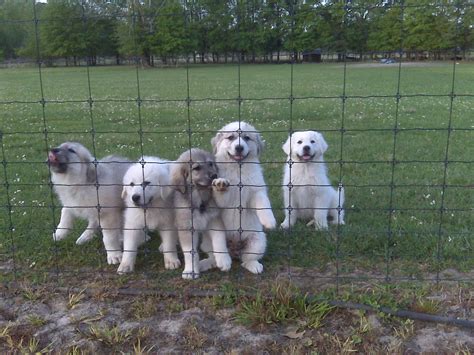 Charles "Deer Man" Black: Great Pyrenees Puppies are Great