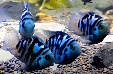 Polar Blue Parrot Cichlid – The Ultimate Guide : r/petfish101