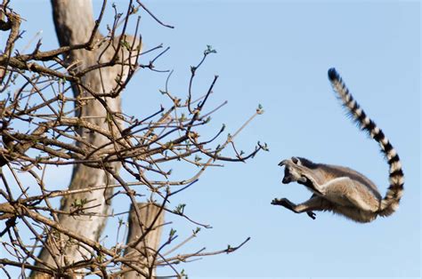 Ring-tailed lemur | primate | Britannica