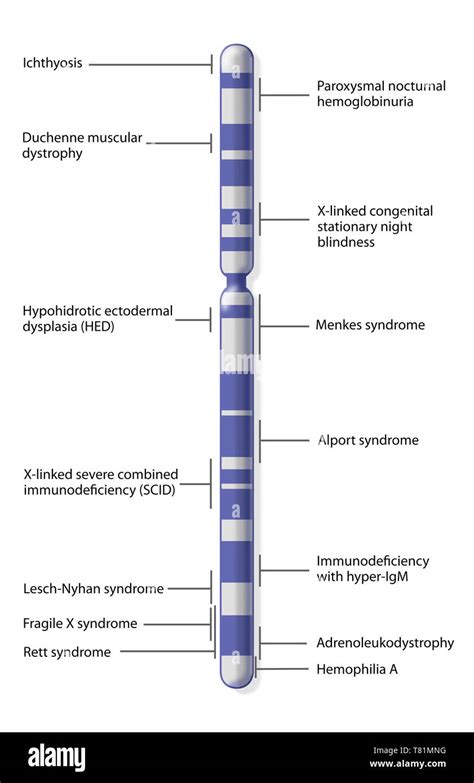 Chromosome Disease