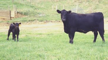 Beef Cattle Breeds | APSC | Virginia Tech