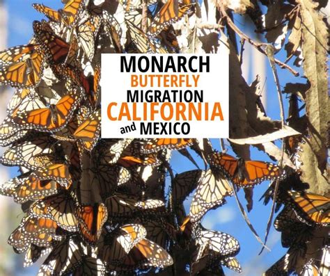 Monarch Butterfly Migration Fun Facts about How Monarchs Migrate