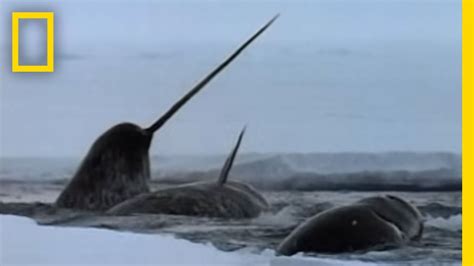 The Narwhal's Mysterious Tusk | National Geographic - YouTube