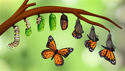 Science butterfly life cycle 297663 Vector Art at Vecteezy