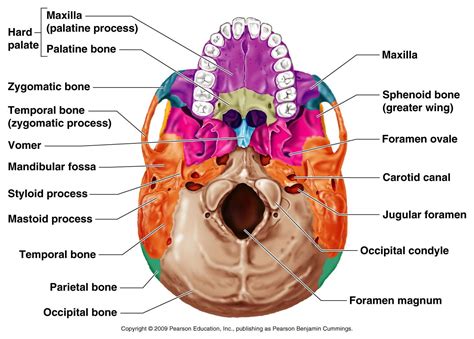 Occipital Bone Anterior View Anatomy Bones Occipital Skull Anatomy ...