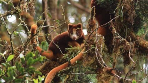 Tree Kangaroo Conservation Program - Giving Compass