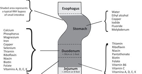 Journey to a Healthier Me: Where are Nutrients Absorbed?