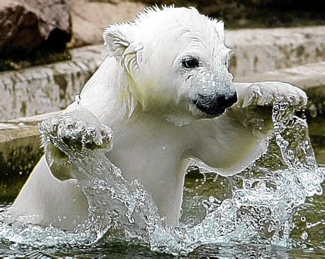 Amper Bae: polar bear cubs