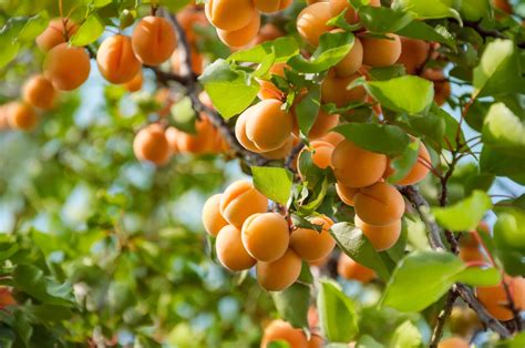 How to Plant and Grow an Apricot Tree