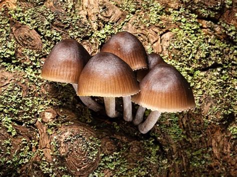 'Mycena' mushrooms, photographed by Roger Butterfield.