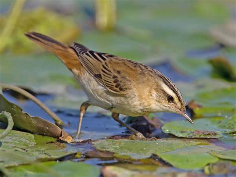 Sedge Warbler Bird Facts (Acrocephalus schoenobaenus) | Birdfact