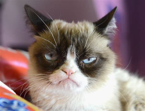 The world's grumpiest cat! 40+ Funniest Grumpy Cat Memes Pics | FallinPets