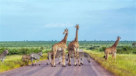 10 Iconic Animals Of South Africa - WorldAtlas