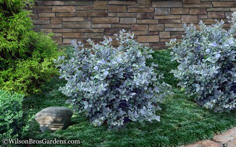 Buy Blue Shadow Fothergilla | 3 GALLON POT | Wilson Bros Gardens